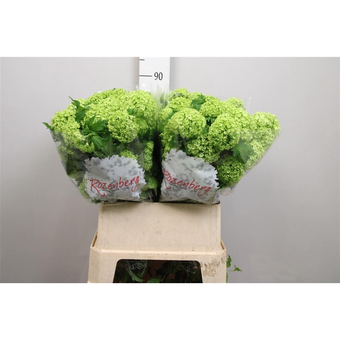 <h4>Viburnum Roseum St 2+</h4>