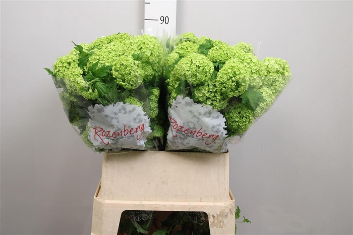 <h4>Viburnum Roseum St 4+</h4>