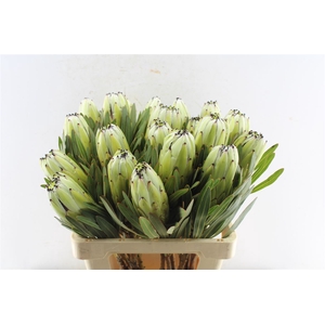 Protea White Rhino