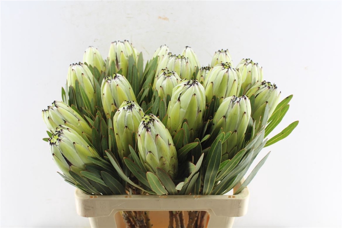 <h4>Protea White Rhino</h4>