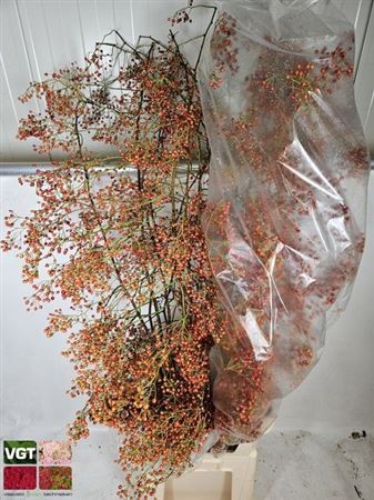 <h4>Rosa Corallo</h4>