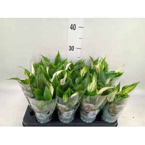 Spathiphyllum  'Pearl Cupido'