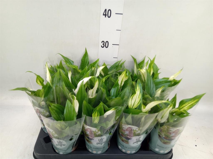 <h4>Spathiphyllum  'Pearl Cupido'</h4>