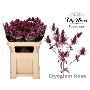 ERYNGIUM SUPERNOVA METALLIC ROSE 60cm