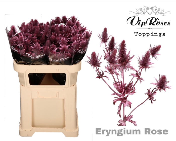 <h4>Eryngium Supernova Metallic Rose</h4>