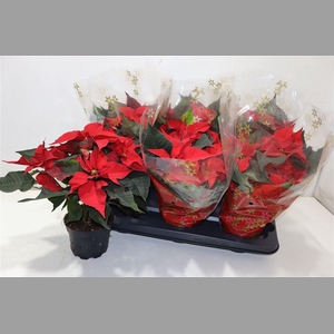 Euphor P Chr Univers