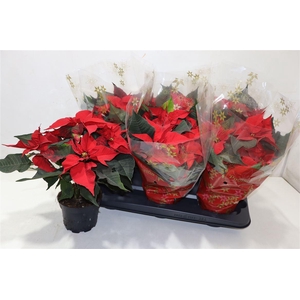 arr8 Euphor P Chr Univers