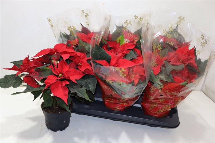 <h4>Euphor P Chr Univers</h4>