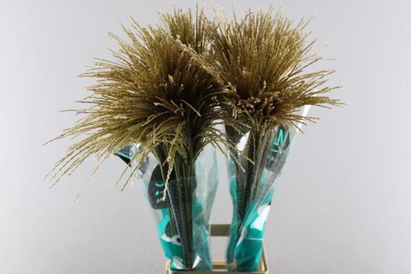 <h4>Siergras Miscanthus White Clou</h4>