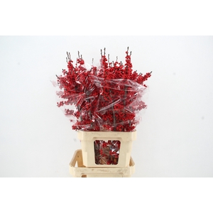 ILEX VE RODE BES 120CM