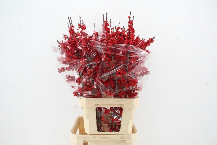 <h4>ILEX VE RODE BES 120CM</h4>