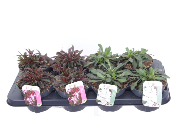 <h4>Gaura lind. mix</h4>