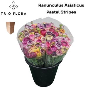 RAN EL PA ST GEM BS Aqua Box 150