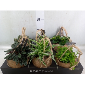 Planten Groen   ...mix  5