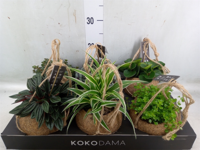 <h4>Planten Groen   ...mix  5</h4>