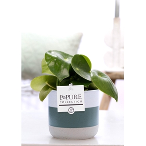 Peperomia Raindrop in P&PURE Lauren ceramics