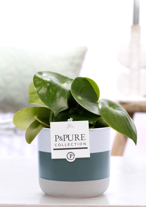<h4>Peperomia Raindrop in P&PURE Lauren ceramics</h4>