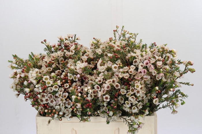 <h4>Chamelaucium Ella</h4>