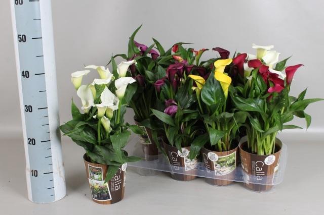 <h4>ZANT GEM 6 KL</h4>