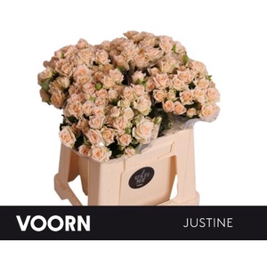Rosa spray justine