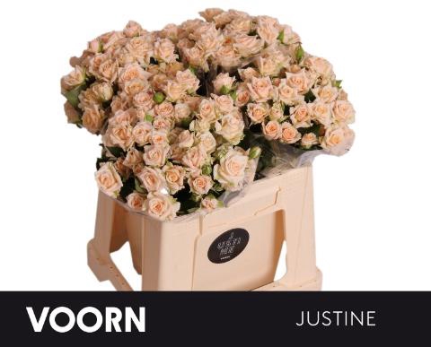 <h4>Rosa spray justine</h4>