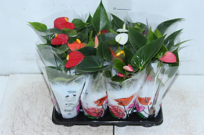 <h4>ANTHURIUM VARIADO P06</h4>