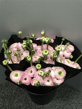 <h4>Ran Suc Confetto Sup</h4>