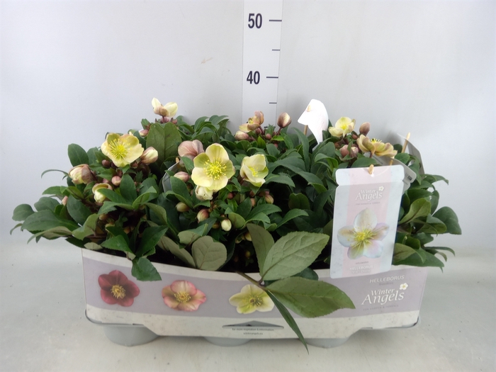 <h4>Helleborus x hybr. 'Viv Amalia'</h4>