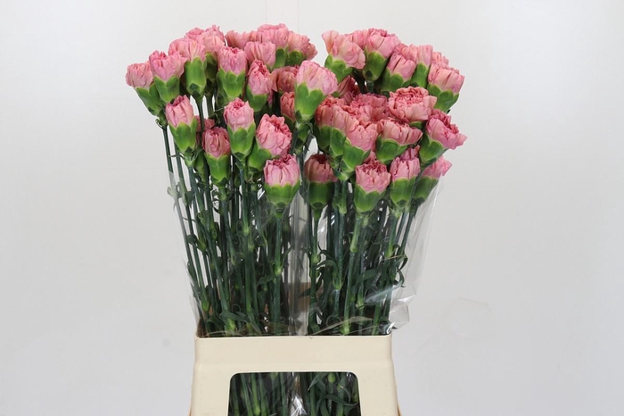 <h4>Dianthus St Lege Pink</h4>