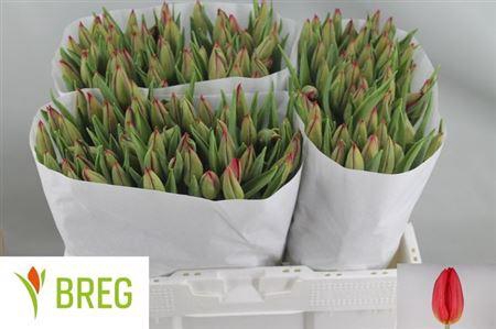 <h4>Tu En Strong Fire</h4>