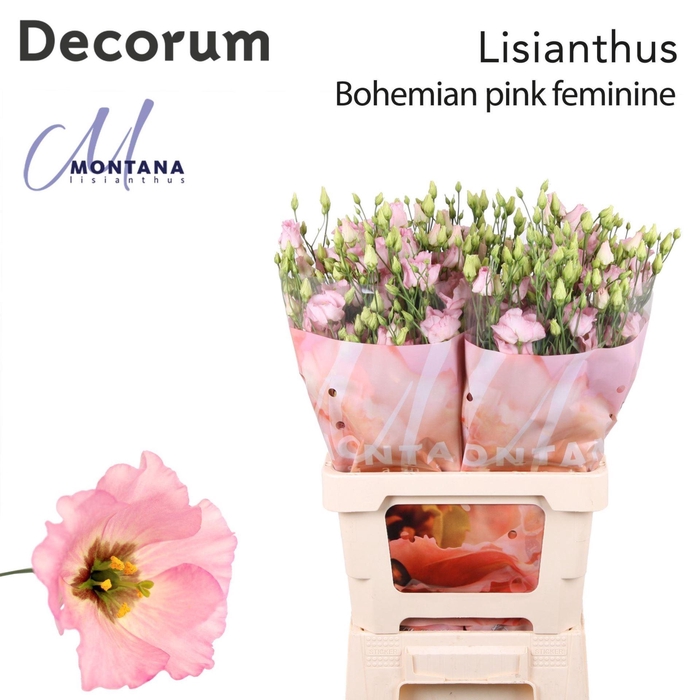 <h4>EUSTOMA RUSS. EN 'BOHEMIAN PINK'</h4>