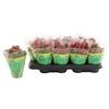 Kalanchoe Calandiva Garbo