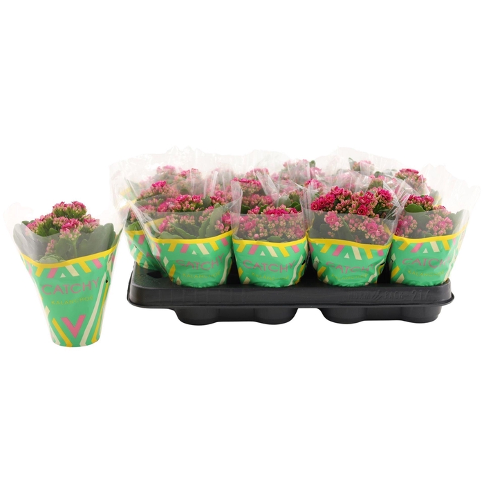 <h4>Kalanchoe Calandiva Garbo</h4>