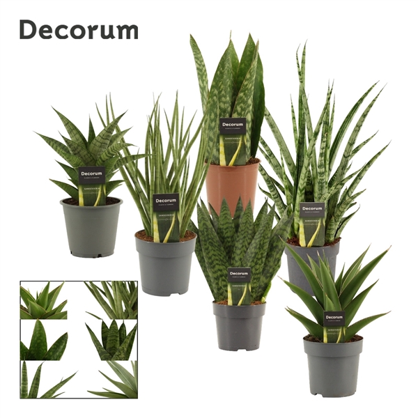 <h4>Sansevieria Luxury mix 12 cm (Decorum)</h4>