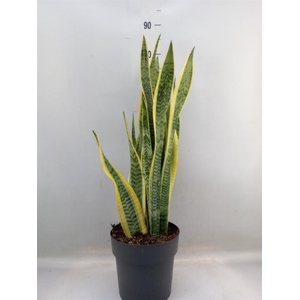 Sansevieria trifa. 'Laurentii'