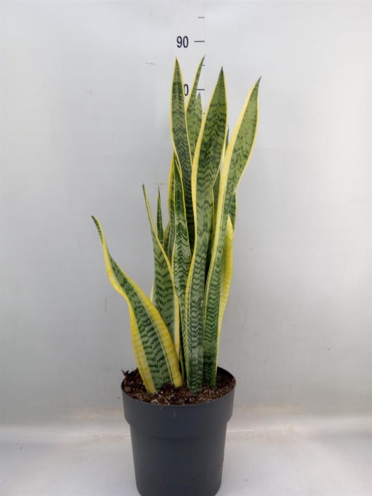 <h4>Sansevieria trifa. 'Laurentii'</h4>