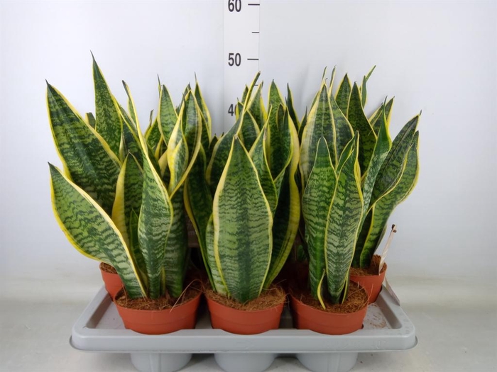 <h4>Sansevieria trifa. 'Futura Superba'</h4>