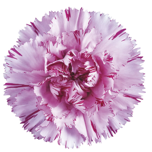 Di St Yukari Oscuro Bicolor Pink 75cm CO