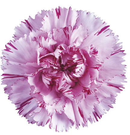 <h4>Di St Yukari Oscuro Bicolor Pink 75cm CO</h4>