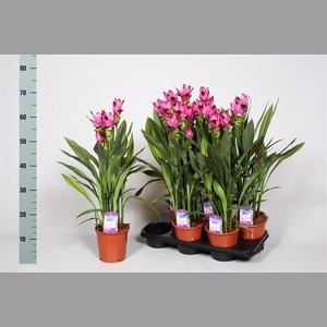 CURCU AL SIAM SPLASH