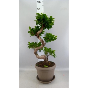 Ficus microcarpa 'Ginseng'