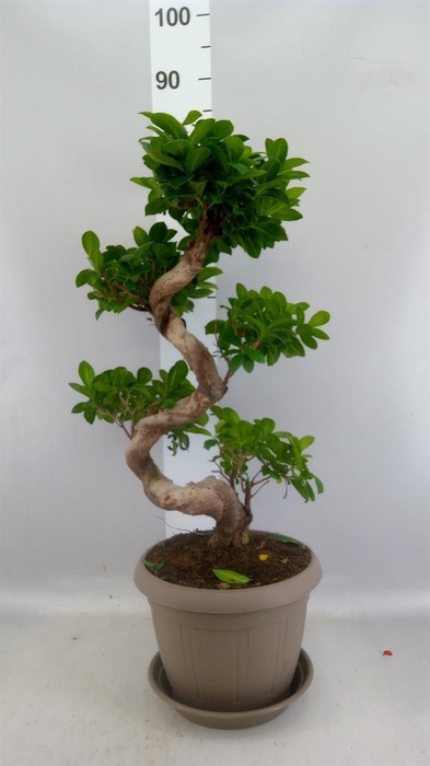 <h4>Ficus microcarpa 'Ginseng'</h4>