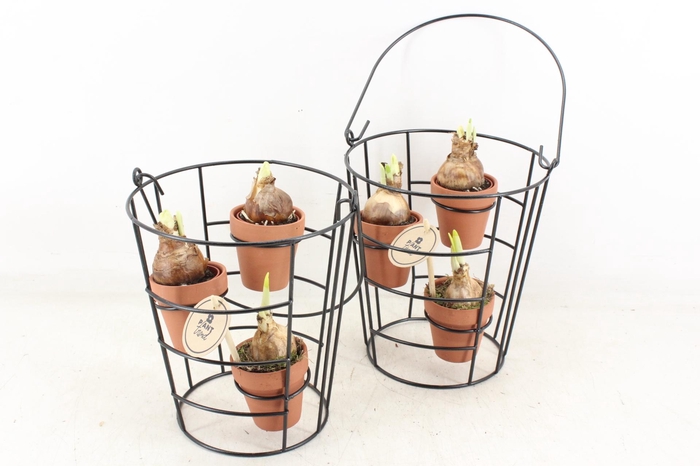 <h4>arr4 Narcis PL - Emmer frame 3 terra potjes</h4>