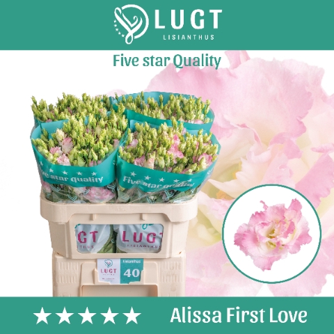 <h4>Lisianthus Alissa First Love</h4>