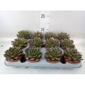 Echeveria   ...not flowering