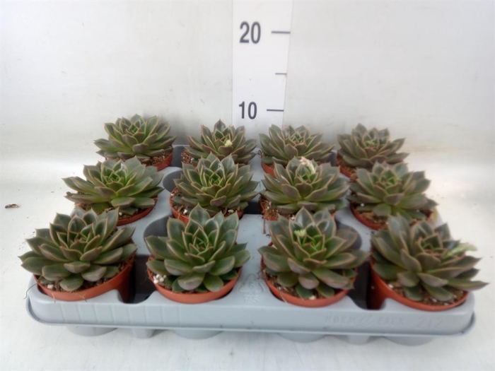 <h4>Echeveria   ...not flowering</h4>