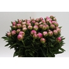 Paeonia Dr Alexander Fleming