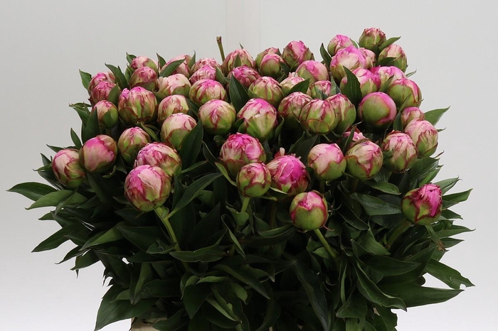 <h4>Paeonia Dr Alexander Fleming</h4>