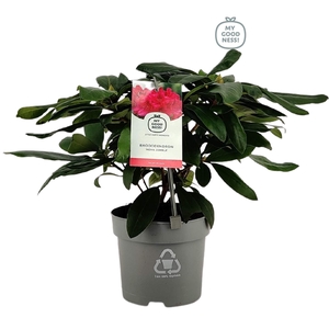 Rhododendron 15-20 /1.5 liter Red