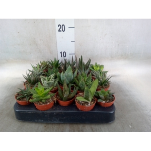 Aloe   ...mix